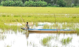 Bỏ lúa vụ 3, nông dân mưu sinh mùa nước nổi 