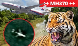 Các loài thú dữ như hổ là một trong những mối đe dọa chết người đối với các thợ săn MH370.