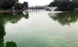 Tảo độc vẫn phủ kín các góc hồ Hoàn Kiếm