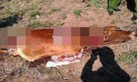 Lão nông tá hỏa phát hiện con bê của gia đình bị giết thịt vào sáng sớm