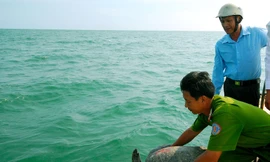 Thả rùa quý về với biển.