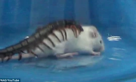 Rết đầu vàng Trung Quốc hạ gục chuột to trong chốc lát