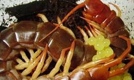 Chữa rết cắn hiệu quả bằng 12 bài thuốc dân gian