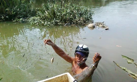 Ngư phủ giữa phố