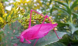 Tròn mắt nhìn... châu chấu hồng