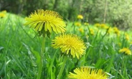 Hoa bồ công anh mọc... trong tai trẻ 16 tháng tuổi