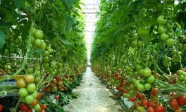 Nông nghiệp là ngành có tiềm năng và lợi thế của Việt Nam