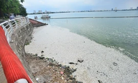 Mặc cá chết nổi trắng hồ Tây, người dân vẫn ra hồ tắm giải nhiệt