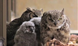 Hai con cú cái chăm sóc những chú cú con