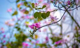 Bài thuốc chữa tiêu chảy, viêm gan hiệu nghiệm từ hoa ban