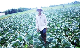 Khám phá vườn rau sạch của những nông dân mê công nghệ cao