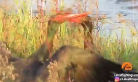 Mải tấn công, cò đen kẹt mỏ trong họng đối thủ