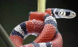 “Rắn vua' 3 màu tuyệt đẹp sống trên dãy núi cao 4.000m