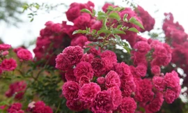 Khám phá xứ sở hoa hồng đẹp mê mải tại Sun World Fansipan Legend