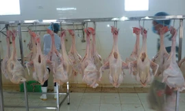 Hiệu quả từ mô hình sản xuất khép kín được dự án LIFSAP hỗ trợ