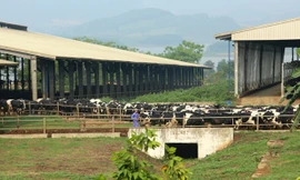 Ngắm toàn cảnh trại bò sữa lớn nhất Châu Á của TH true MILK 