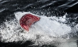 Cá mập trắng khoe sức mạnh khiến con người khiếp sợ