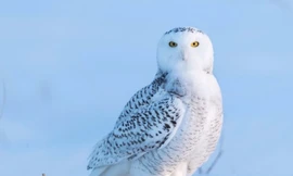 Cú tuyết không thể bị nhầm lẫn với những loài cú khác trên thế giới. Ảnh: Shutterstock.