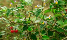 Cà gai leo được chứng minh là dược liệu ưu việt nhất trong chống viêm gan virus, ngăn ngừa xơ gan