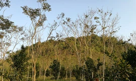 Choáng với 'kho báu' ngàn tỷ của lão nông Tuyên Quang