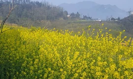 Mải mê 'sống ảo' với thảm hoa cải vàng đẹp mê hồn ở Sun World Fansipan