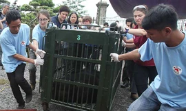 Hai con gấu béo phì, bị nhốt 20 năm tại Ninh Bình