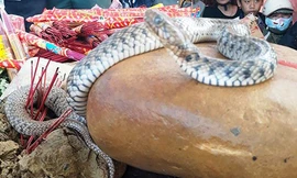 Hai con rắn nhỏ xuất hiện trên ngôi mộ vô danh mà không rời đi, khiến người dân đồn thổi là rắn thần. Ảnh: M.T