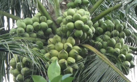 Cây dừa xiêm dây trồng được 5 năm cho rất nhiều trái