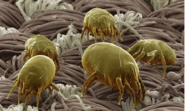 Sốc với bộ mặt thật của sinh vật quanh ta: Ai yếu bóng vía dễ ngất xỉu