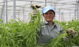 Thu hoạch rau của nông dân VinEco chỉ đơn giản là việc “nhấc cây” ra khỏi đường ống thủy canh