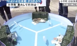 Bạch tuộc Rabio dự đoán đúng kết quả trận Nhật Bản - Colombia. Nguồn: Independent. 