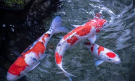 Bán cá chép cảnh tại chugiong.com