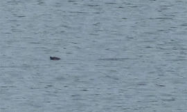 Rùa hồ Gươm mới phát hiện ở hồ Xuân Khanh. Ảnh: ATP.