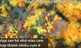 San hô hợp lực bắt sứa ăn thịt