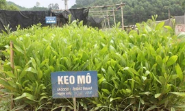 Giống cây cung cấp cho các hộ dân trồng rừng là loại giống được kiểm soát, đảm bảo chất lượng lượng