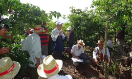 Nescafé Plan nâng cao thu nhập nông dân