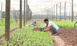 Nghịch lý thừa thiếu thuốc BVTV đang dẫn đến tình trạng nhiều hộ cá thể liều lĩnh dùng lẫn lộn tràn lan, trong khi các DN nông sản nghiêm túc thì không biết kêu ai.