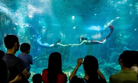 Du xuân lên rừng xuống biển ngay tại Vinpearl Nha Trang