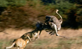 3 con báo săn giết chết chú đà điểu. 