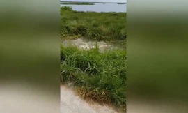 Cá sấu mõm ngắn quăng quật đồng loại trên mặt nước