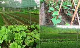 Famici - ấn tượng dự án rau sạch trong lòng Hà Nội