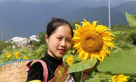 Lạc bước chẳng muốn về ở đồi hoa hướng dương