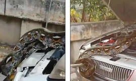 Vị khách không mời trong động cơ xe của ông Tee Natwijit. Ảnh: Daily Mail