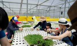Được tận mắt khám phá thế giới xanh của các loại rau trồng công nghệ cao sẽ là những trải nghiệm mùa hè lý thú của bé