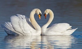 Thiên nga là biểu tượng của tình yêu và lòng chung thuỷ vì tập tính ghép đôi suốt đời.