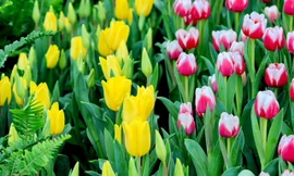 Lạc lối giữa ngàn hoa Tuy-lip tại Vinpearl Land Nha Trang