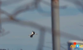 Cò đực bay 14.000 km suốt 16 năm liền để gặp bạn tình