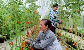 Chăm sóc rau sạch tại HTX Nông nghiệp Thanh Đa (huyện Phúc Thọ). Ảnh: Bá Hoạt