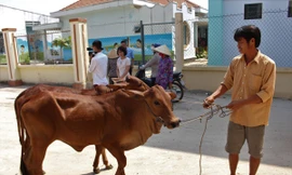 Masan Nutri-Science tặng 30 con bò giống cho các hộ nghèo tỉnh Long An