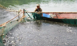 Xem kéo lưới, bắt cá ở hồ Hà Nội